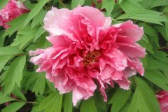 Tree-Peony7