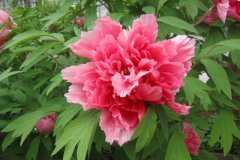 Tree-Peony8