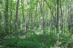 Sacred Grove Reference