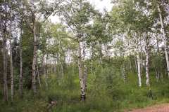 Aspen Grove near San Isabel Forest in Colorado