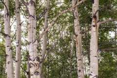 Aspen Tree Details like Deer Bites and Rust