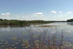 Lake Ontario Water Lilies in Huron New York
