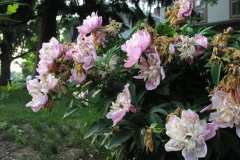 Peonies Reference for Paint Together