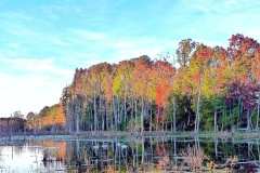 Colorful Trees along Lake shoreline