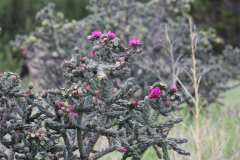 Colorado cholla cactus – Spike