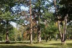 McCullough Park Trees