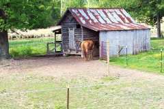 Barn with Rusting Metal Roof and Horse