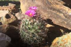 Colorado barrel cactus