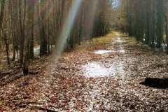 Barksdale Walking Trail with Fallen Leaves