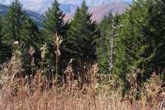 Blue-Ridge-Mnts