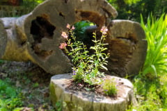 Boxerwood-Nature-Center-and-Woodland-Garden-in-Lexington-VA-by-Karen-Stanley-1