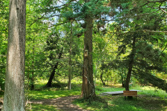 Boxerwood-Nature-Center-and-Woodland-Garden-in-Lexington-VA-by-Karen-Stanley-2