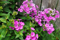 Boxerwood-Nature-Center-and-Woodland-Garden-in-Lexington-VA-by-Karen-Stanley-4