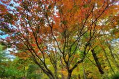 Boxerwood-Nature-Center-and-Woodland-Garden-in-Lexington-VA-by-Karen-Stanley-5
