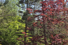 Boxerwood-Nature-Center-and-Woodland-Garden-in-Lexington-VA-by-Karen-Stanley-6