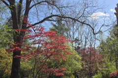 Boxerwood-Nature-Center-and-Woodland-Garden-in-Lexington-VA-by-Karen-Stanley-7