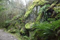Moss Covered Rocks