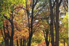 Fall-Leaves-at-Indiana-University-reference-photo-for-oil-painting-scaled