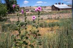 Hollyhocks-in-Montrose-1-1024x683-1