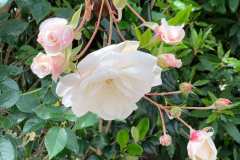IMG_0228-819x1024-1