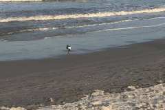 Bird on Shoreline