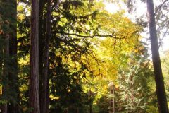 Fall Trees with Yellow Leaves