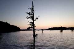 Louisiana-Swamp