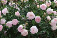 Most_Fragrant_2