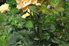 Paint-Together-Roses