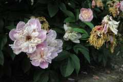 Peonies-3