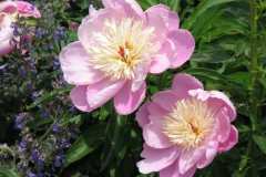 Peonies