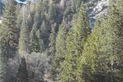 Yosemite National Park Trees and Snow