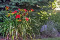 Some lilies at the Minnetrista in Muncie, Indiana