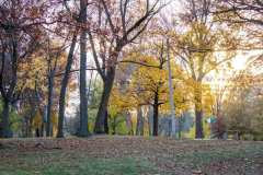 Sunset-Park-18x24-oil-painting-McCullough-Park-tree-at-sunset-reference-photo-1-scaled