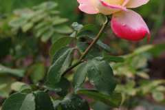 The-Scent-of-Summer-3
