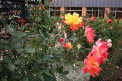 The-Scent-of-Summer