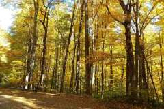 Trees-along-the-BRP