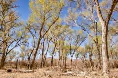 Cottonwood trees in Tubac, Arizona