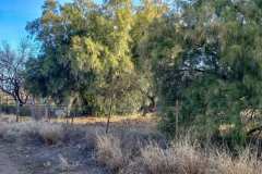 Trees ready for plein air painting in Tubac, Arizona