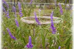 agastache-bird-bath-1024x785-1