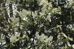 dogwoods-scaled