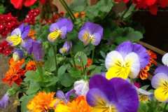 Red, Orange, and Lavender Flowers