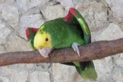 parrot