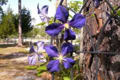 purple-clematis-1-1024x768-2