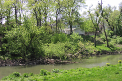 white river spring trees