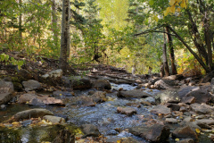 Aspen-forest-with-brook-2020-16