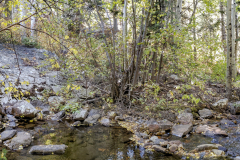 Aspens-Aurora-19