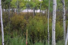 River and fall trees/bushes near Jackson Hole Wyoming with aspens