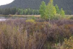 River and fall trees/bushes near Jackson Hole Wyoming