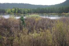River and fall trees/bushes near Jackson Hole Wyoming